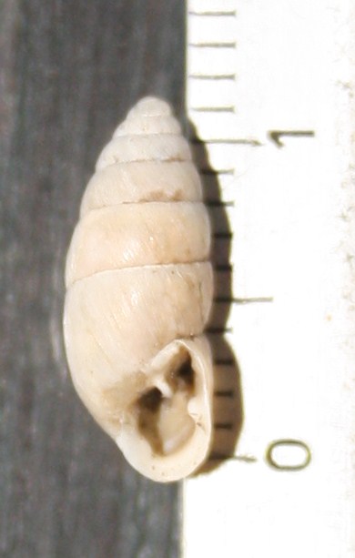 Chondrula tridens